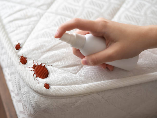 Best Ant Control Services  in North Shore, CA